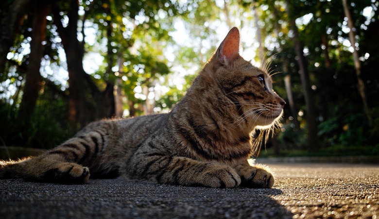 Камера Xiaomi&nbsp;17 Pro Max не уступает версии Ultra. Так утверждает президент Xiaomi